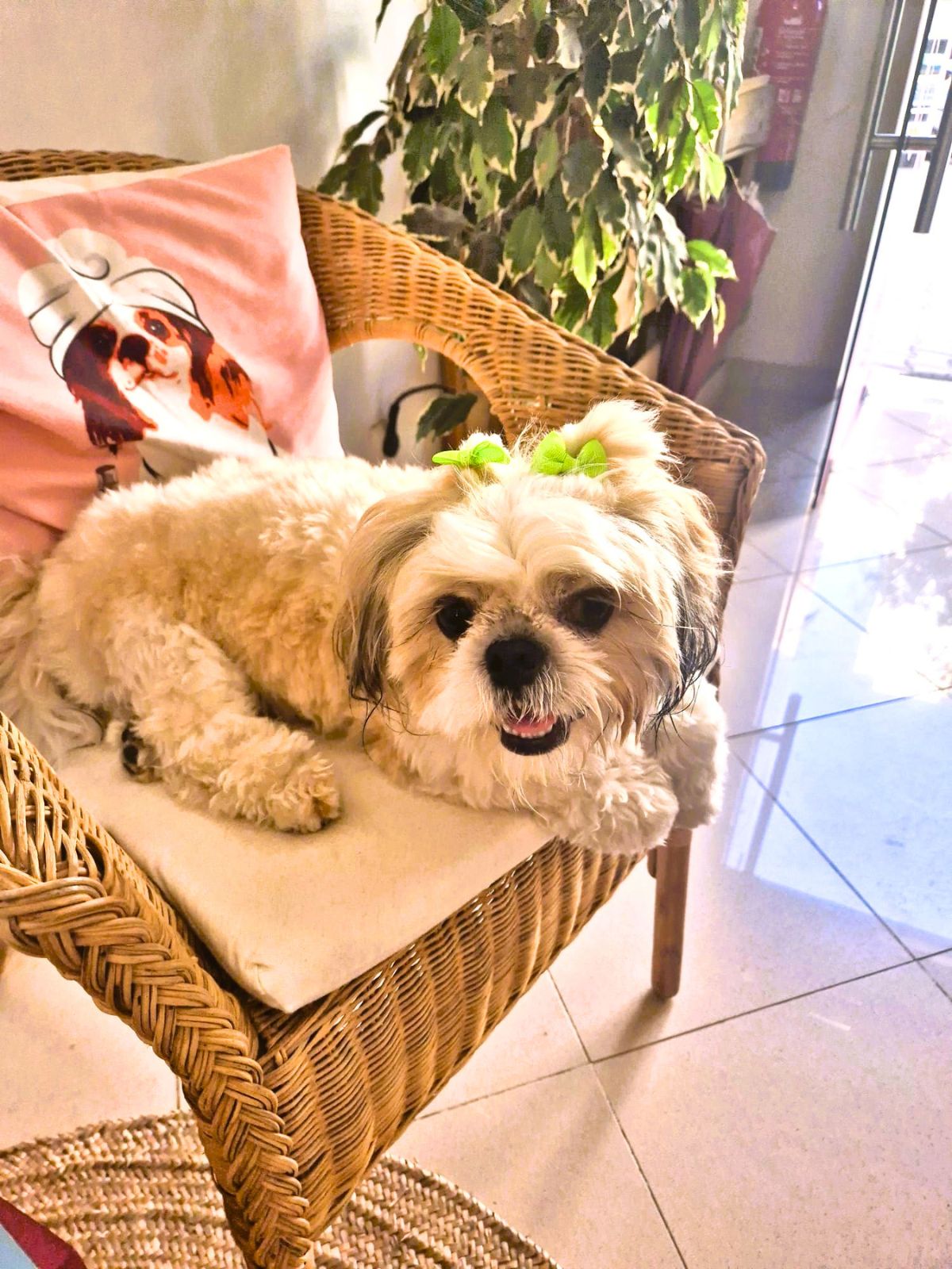 Cacau no Beauty & Pups