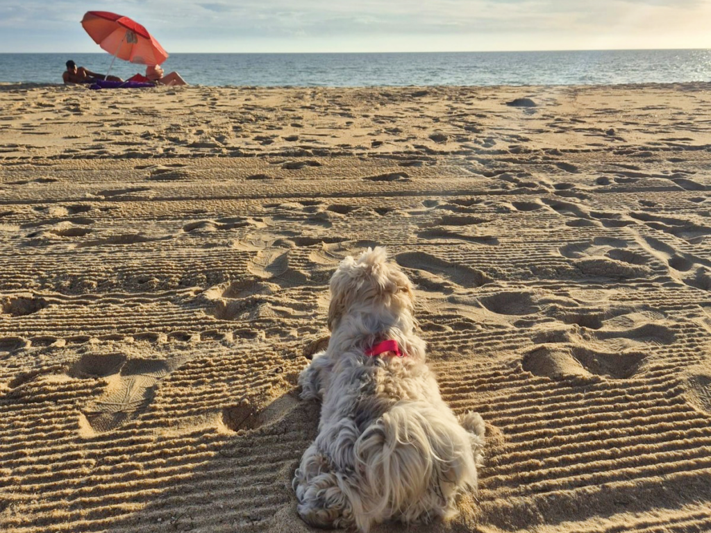 Cacau a desfrutar da praia 